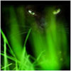 yfari's Avatar