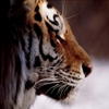 erywed's Avatar